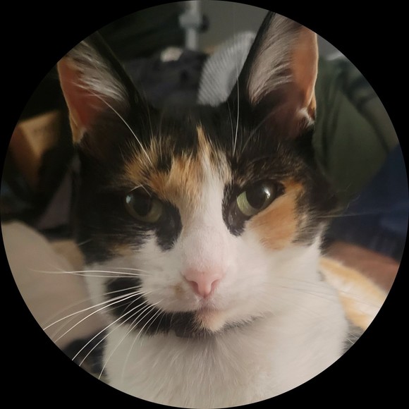 littlepockit